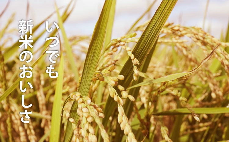 【生活応援！価格大幅改定！即日～14営業日以内発送】北海道 産地直送！ＪＡ当麻ブランド米　籾貯蔵今摺米きたくりん無洗米　定期便　令和7年産　10kg×3回コース 【A-042】