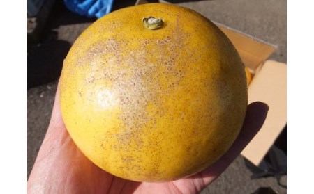 【訳あり】オレンジ園の土佐文旦10kg 柑橘 フルーツ みかん ザボン ぶんたん 先行予約【R00436】