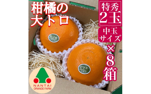 
お試し規格 柑橘の大トロ ハウス せとか 厳選 中玉 2玉入 手さげ箱 × 8箱 南泰園 和歌山 有田
