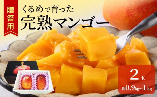 【2027年6月以降お届け】くるめで育った完熟マンゴー（2玉：約0.9～1kg）_ 贈答用 完熟マンゴー 久留米産 完熟 マンゴー 国産 とろける 甘さ フルーツ トロピカルフルーツ 果物 デザート 冷蔵 クール便 倉重農園 お取り寄せ お取り寄せフルーツ 福岡県 久留米市 送料無料_Fm010-02-09