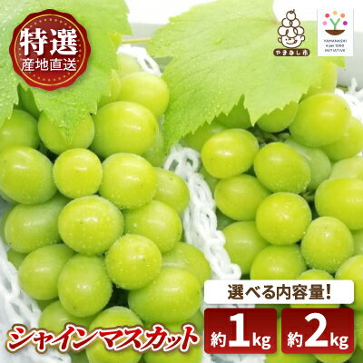 【ふるさと納税】特選!シャインマスカット 山梨市産地直送 約1kg(2房/化粧箱入)、約2kg(3～4房)【配送不可地域：離島】【G1107940】