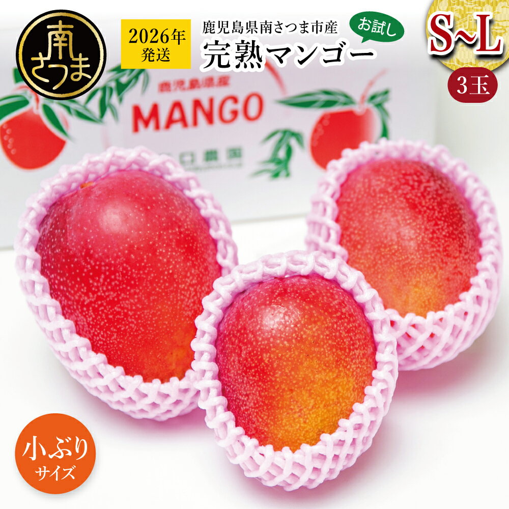 【ふるさと納税】鹿児島県産 完熟マンゴー S～Lサイズ 3玉 ＜2026年 先行受付＞ 数量・期間限定 小ぶり 小さいサイズ 小さめ 贈答品用 ギフト オリジナル白箱入り アップルマンゴー アーウィン種 果物 くだもの フルーツ 国産 鹿児島県南さつま市金峰町産 東口農園 送料無料