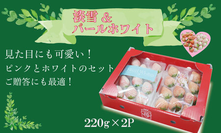 淡雪＆パールホワイト（各１パック）220g×2（合計440g）農家直送 水田苺園　農家 直送品 果物 くだもの フルーツ 人気 ランキング 高評価 苺 イチゴ  B140-038