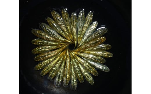 金平糖　オス・メス　ランダム10匹 めだか 飼育 初心者 おすすめ 水槽 インテリア 生物 生体 趣味 室内 メダカ 元気なメダカ ヒレ長メダカ 黒 オレンジ ラメ 健康 生魚 魚 めだか 生き物 いきもの 人気品種 厳選 鑑賞 鑑賞用 繁殖 綺麗 きれい 丈夫 育てやすい 美 国産 めだか メダカ プレゼント 贈答用 ギフト 品種 人気 送料無料 飼育初心者 静岡 県 牧之原 市 丸長