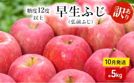 りんご 【 10月発送 】( 糖度12度以上 ) 訳あり品 家庭用 早生ふじ ( 弘前ふじ ) 約 5kg 【 青森りんご 】