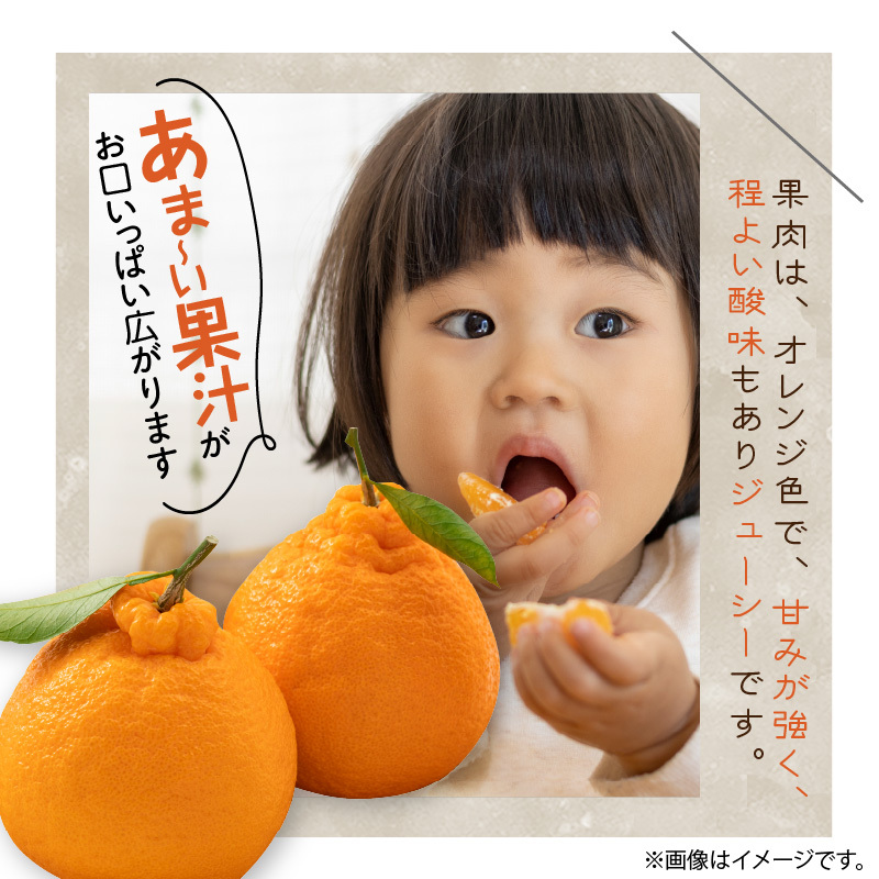 U6306_【2026年先行予約】不知火 しらぬい(デコポンと同品種) 秀品 15～30玉 和歌山県有田産_イメージ5