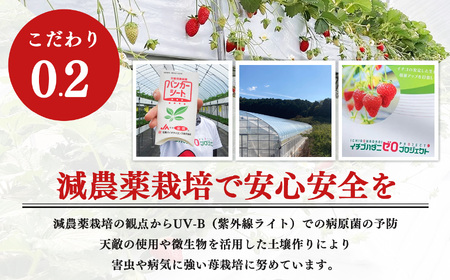 奈良県西吉野産 大和なでし苺 古都華 約270ｇ×２パック（1箱） | フルーツ くだもの 果物 いちご イチゴ 大和なでし苺 ことか コトカ 古都華 奈良県 五條市和なでし苺 ことか コトカ 古都華