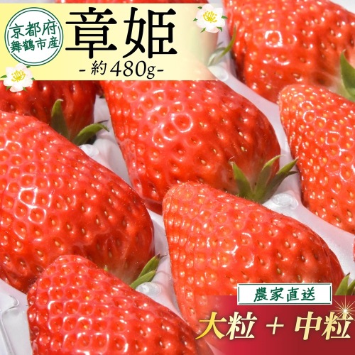 【2027年1月中旬以降発送】 いちご 章姫 480g前後 ( 大粒 + 中粒 ) いちご 苺 イチゴ 果物 フルーツ 箱入り 完熟 真っ赤 おいしい 甘い 評判 農家直送 産地直送 鮮度 抜群 好評 人気 ハウス栽培 あきひめ 舞鶴 京都 嵯峨根農園