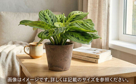 観葉植物 マランタレモンライム 鉢植え 大村市 エコグリーンヒガシ/マランタ 室内植物 植物 鉢付き インテリア おしゃれ ギフト プレゼント[ACAL010]