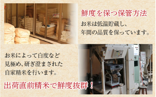 【令和8年産】定期便12回 いちほまれ 精米 10kg×12回（計120kg）《お米マイスターが発送直前に精米！》／ 福井県産 ブランド米 ご飯 白米 新鮮 [aw064-o003]