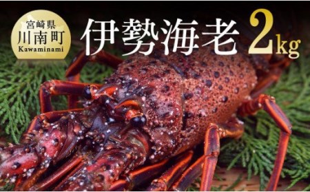 担当者厳選！ 伊勢海老2.0kg（2～8尾） 【 伊勢えび 魚介類 いせえび 海産物 宮崎県産 国産 伊勢海老】