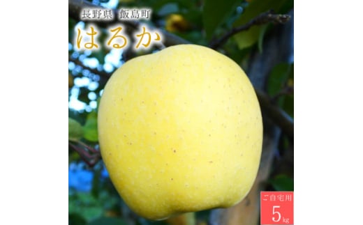 ＜桃沢晴香園＞はるか(りんご)5kg　ご自宅用【1606259】