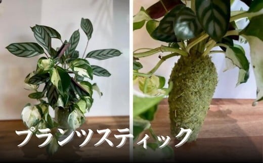 
                  プランツスティック（観葉植物 インテリア グリーン 植栽 植物）【002156】
                