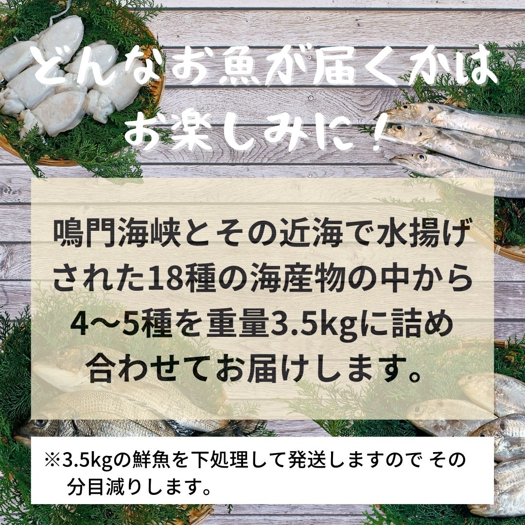 鳴門海峡冷凍鮮魚セット 3.5kg （ 4～5種 ） 訳あり 鮮魚 魚 冷凍 魚介類 海鮮 水産 詰め合わせ 詰合せ お魚 セット 下処理 小分け 鮮魚セット 魚介類 魚種おまかせ 鳴門わかめが必ず入