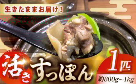 生きたまま届く最高級食材！安心安全な国産！江田島育ちのすっぽん【活き】 すっぽん 魚介 唐揚げ 鍋 広島 江田島市/平井興産株式会社 [XAC003]