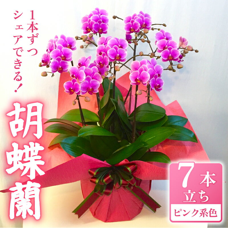 【ふるさと納税】 お取り分けできる胡蝶蘭 ミディー胡蝶蘭 ピンク系 8号 7本立ち ラッピング付き 寄せ植え 花 お花 flower 植物 シェアオーキッド 家庭用 鑑賞 インテリア 贈答 記念日 お祝い 誕生日 お歳暮 お中元 送料無料 ふるさと納税 千葉県 旭市 椎名洋ラン園 sye017