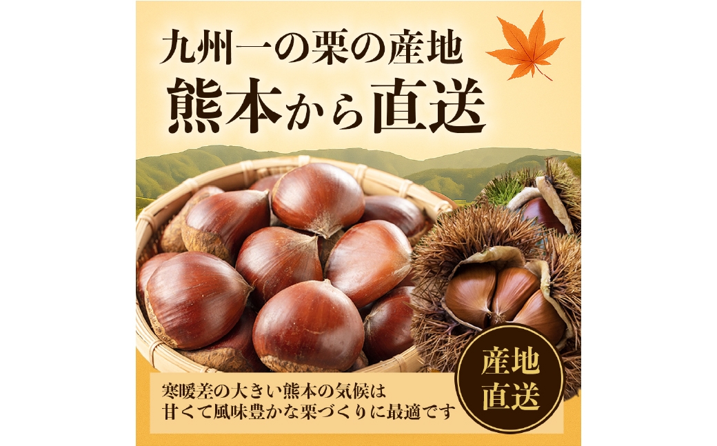 生栗 クリ 大粒2L以上 約3kg