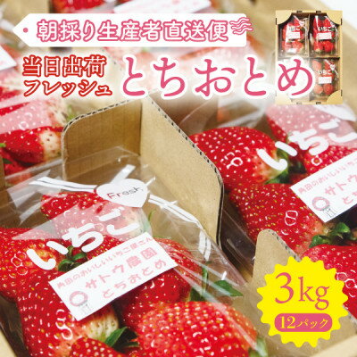 【ふるさと納税】【宮城県産とちおとめ 3kg】フレッシュ朝摘みいちご 約250g×12パック 置き並べ【配送不可地域：離島】【1464379】