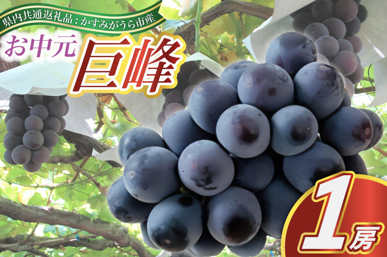 
            お中元　巨峰1房(県内共通返礼品:かすみがうら市産) (BR082)
          