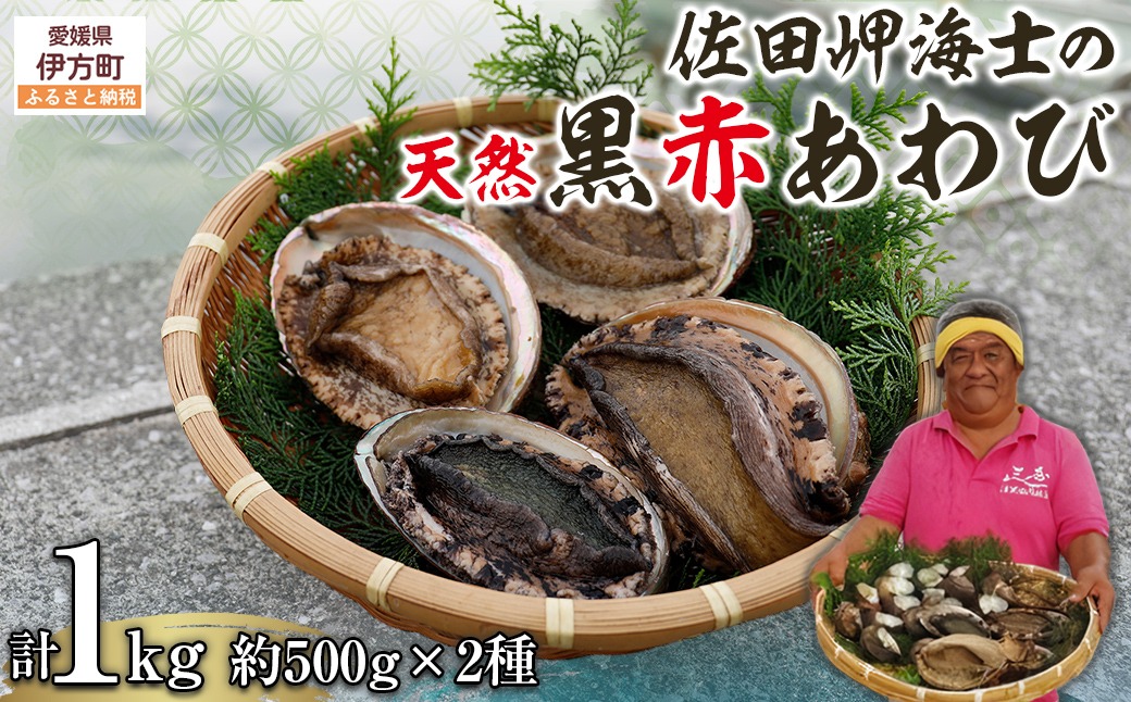 【数量限定】佐田岬海士の黒赤あわび【4/15～10/25の漁解禁日に合わせて発送】※北海道・東北地方・沖縄・離島への配送不可 IKTJ014