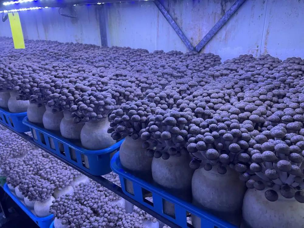清らかな水と澄んだ空気が育てた、天龍村の ぶなしめじ 【1袋500g】