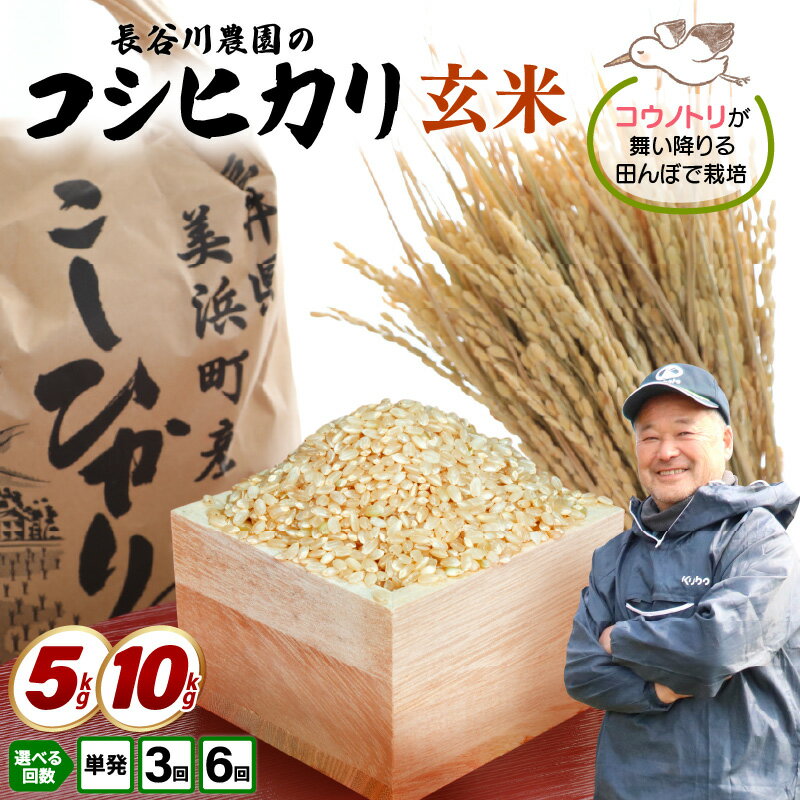 【ふるさと納税】【令和7年産】コシヒカリ 米 定期便 玄米 長谷川農園のコシヒカリ 【選べる内容量 5kg 10kg／発送回数 3回 6回】【お米 こしひかり 5キロ 10キロ 精米 ブランド米 単一原料米 毎月お届け 回数選択 定期配送 発送月選択可 家庭用 送料無料 国産 産地直送】