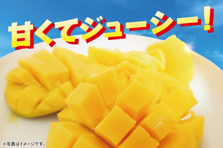 沖縄県豊見城市産アップルマンゴー 約2kg｜マンゴー アップルマンゴー フルーツ くだもの 果物 数量限定 おきなわ 沖縄 沖縄フルーツ 豊見城市(DJ001)