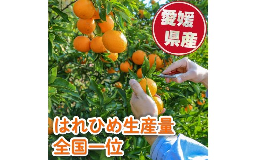 【先行予約】訳あり はれひめ 約5kg (40-50個程度) 【2027年1月上旬頃から順次発送】 | 訳あり 不揃い 柑橘 果物 フルーツ はれひめ 晴姫 晴れ姫 くだもの わけあり ワケアリ みか