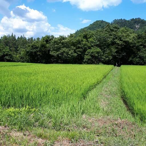 【令和7年産米】三島町産天のつぶ 精米10kg FAG-0061