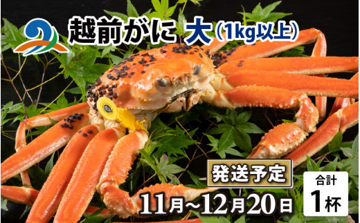 【先行予約】越前がに 大 （1kg以上） 1杯【11月～12月配送】 ズワイガニ ずわいがに ズワイ蟹 越前ガニ ボイル 刺身 蟹 鍋 しゃぶしゃぶ 冷蔵  カニ 鍋 冬 海鮮 かに 国産 南越前町 福井県　送料無料