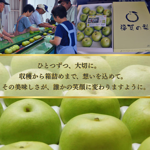 【  先行予約  】 二十世紀梨 約5kg （12～18玉） 福賀産 （ 山口県阿武町 ）  高糖度 ＆ シャキシャキ食感 昼夜の寒暖差が育む旬の味 梨 フルーツ 果物 デザート 【お届け：2025年