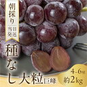 【ふるさと納税】《先行予約》 朝採り 当日発送 種なし 巨峰 2kg ぶどう 大粒 果物 フルーツ ブランド 産地直送 生産者直送 農家直送 シャインマスカット 葡萄 8月 9月 愛知県 豊橋市 送料無料 15000円