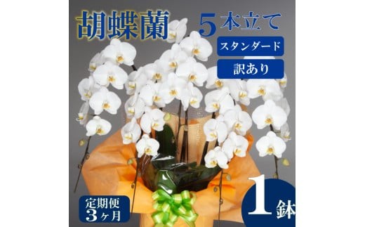 【定期便3ヶ月】 【訳あり】 胡蝶蘭 5本立て 白 スタンダード 5本 人気 大輪 花 ラッピング 鉢花 洋蘭 洋ラン ギフト 冠婚葬祭 蘭 らん 新築祝い 父の日 母の日 おしゃれ 豪華 華 華やか 記念日 敬老 誕生日 プレゼント お祝い 贈答 贈り物 開店祝い 開業祝い こちょうらん はな 須崎洋蘭園SY50000_x