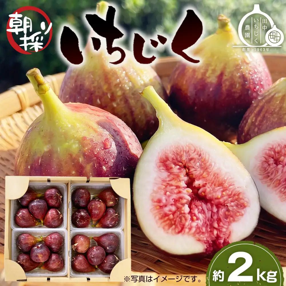 いちじく 朝採り 【2026年配送】　約2kg ／ 無花果 イチジク フルーツ くだもの 果物 果実 朝採れ 新鮮 農家直送 河南町産 大阪府 特産品 No.141