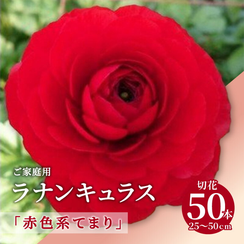 【ふるさと納税】ご家庭用 ラナンキュラス「赤色系てまり」切花50本(長さ25～50cm)【2027年2月中旬～2027年3月下旬配送】 | 赤色 赤 花 フラワー 観賞用 自宅用 華やか 美しい 花びら 日持ちが良い 香川県 高松市 オリジナル品種 オリジナル
