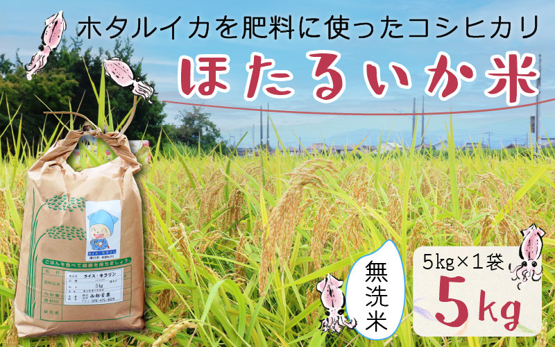 
            【先行予約】【新米】ほたるいか米（新米/無洗米５kg）※25年9月中旬以降順次発送予定 【訳あり 米 コシヒカリ こしひかり ほたるいか ホタルイカ お米 ブランド米 富山 滑川 令和7年産 】
          