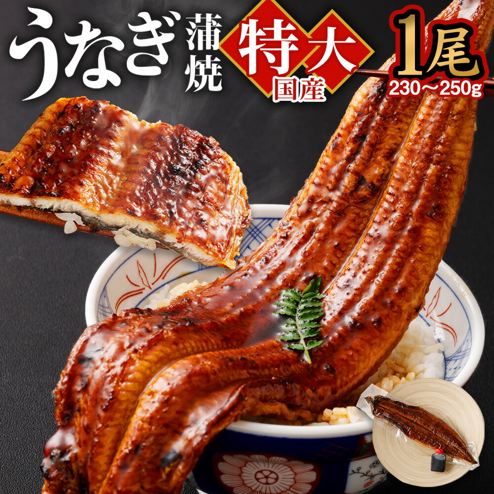 【ふるさと納税】国産 特大 うなぎ 蒲焼 1尾 230～250g 特製タレ1個セット うなぎ 鰻 ウナギ 人気 国産 蒲焼 蒲焼き unagi 土用の丑の日 グルメ タレ付き ひつまぶし 高級 冷凍 ギフト 贈り物 贈答用 プレゼント 送料無料