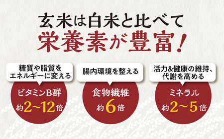 訳あり 白川村産 寝かせ玄米もち麦ごはん 24個 パックごはん パックご飯 パックライス レトルト 白川郷 こしひかり コシヒカリ 訳アリ 常温 防災 こめ コメ 新生活 応援 こだわりの お米 岐阜