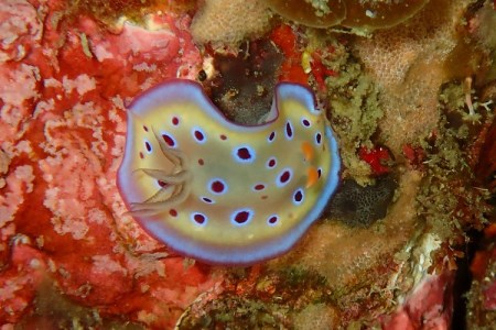 フルレンタルセット（ウェット） スキューバダイビング チケット ダイビング レンタル セット　串本ダイビングセンター【kdc003】