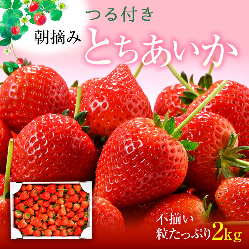 【ふるさと納税】とちあいか不揃い粒たっぷり2kg（家庭用、ジャム・冷凍など加工用にもおすすめ） ｜ 果物 いちご 朝取り 新鮮 美味しい ハート 甘い フルーツ デザート ストロベリー ※2025年5月中旬～5月下旬頃に順次発送予定
