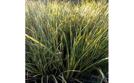 素敵な植物 斑入りセキショウ 10本セット