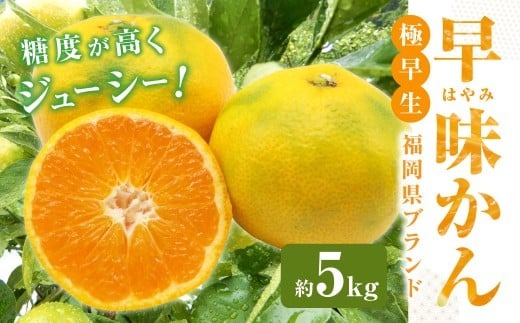 福岡県ブランド みかん 「早味かん」 5kg 【2026年9月下旬～10月下旬発送予定】 蜜柑 ミカン 柑橘 果物 フルーツ 九州 福岡県 香春町 冷蔵