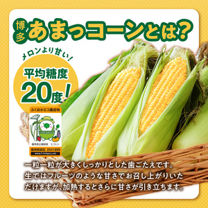 冷凍便！旬の時期に冷凍したSDGs米糠堆肥で作った博多あまっコーンカット品 4.5キロ以上（12～20本） _ 博多あまっコーン カット 4.5キロ以上 12 ～ 20本 カット品 とうもろこし 国産
