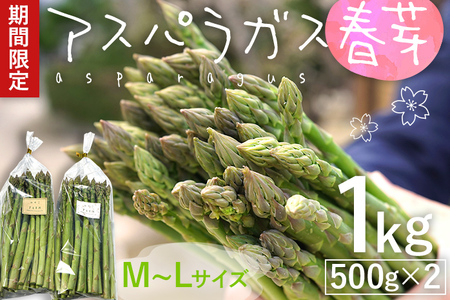 予約受付 アスパラガス 春芽 M~Lサイズ 1kg（500g×2） 2025年3月頃より順次発送  野菜 福岡 九州 グルメ お取り寄せ