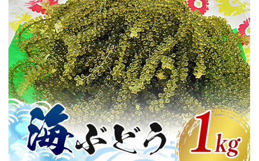 【てだこのまちのグリーンキャビア】海ぶどう（1kg）｜沖縄県　浦添市　海ぶどう　名物　海藻