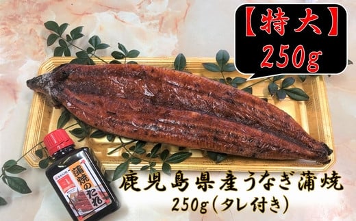 
110-01 「特大」鹿児島県産うなぎ蒲焼き250g（タレ付き）
