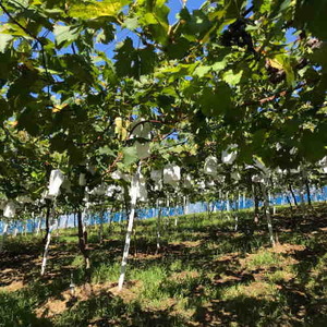 【秋の美味】フルーツ王国 和歌山の濃厚 ピオーネ 約2kg【2026年8月下旬から9月下旬頃順次発送】【AA13-ard202A】