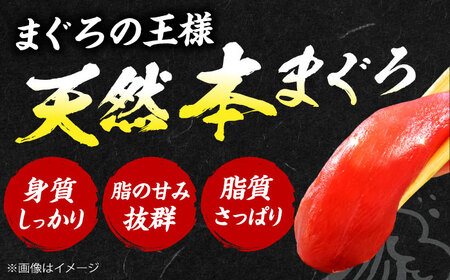 【全6回定期便】たね熟天然本まぐろ中トロ(640g) [AOCE035] まぐろ