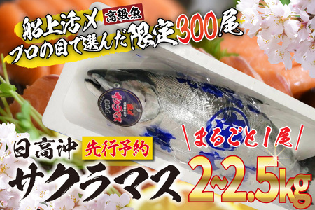  ＜5月から順次発送＞ 北海道産 サクラマス 2～2.5kg まるごと 1尾 北海道 鱒 マス 旬 新鮮 魚 鮮魚 活〆  ＜ 予約受付 ＞