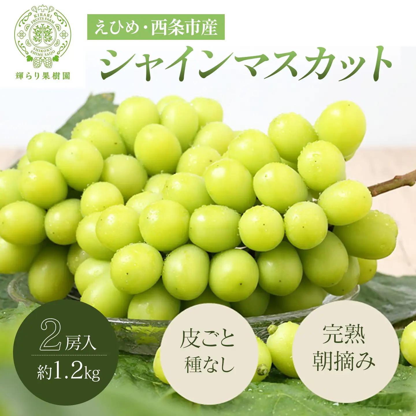 完熟朝摘みシャインマスカット 2房（1.2㎏）　シャインマスカット 夏ぶどう【7月下旬より発送】